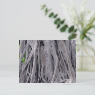 Cartão Postal Banyan Tree Trunk