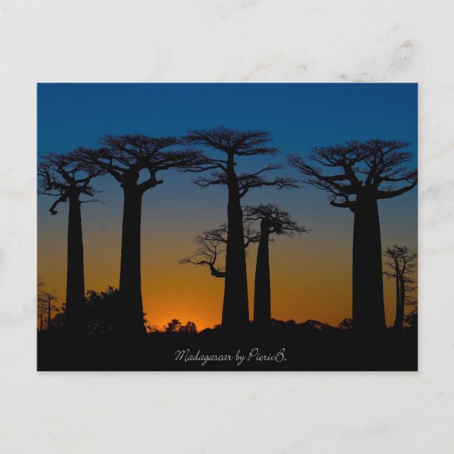Cartão Postal Baobabs de Madagascar (Frente)