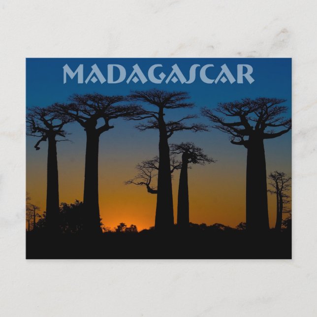 Cartão Postal Baobabs de Madagascar (Frente)