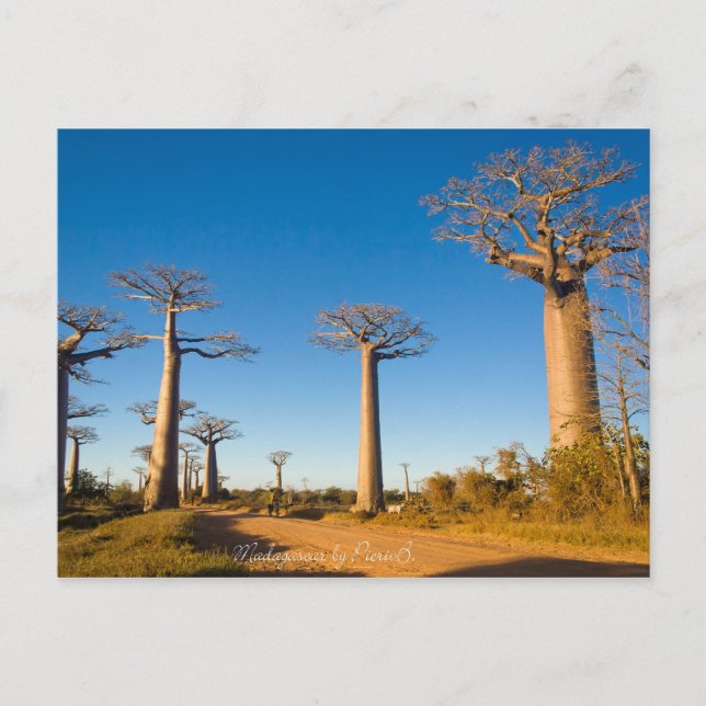 Cartão Postal Baobabs de Madagascar (Frente)