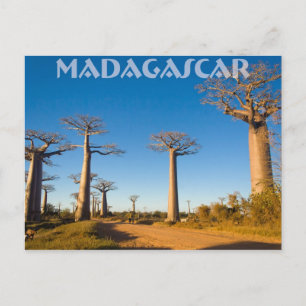 Cartão Postal Baobabs de Madagascar