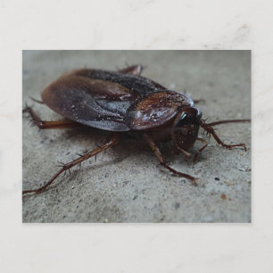 Cartão Postal Barata Cucaracha Cockroach