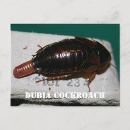 Cartão Postal Barata-fêmea Dubia com saco de ovo