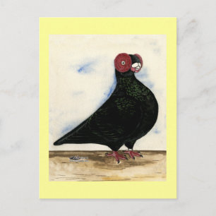 Cartão Postal Barb Pigeon Watercolor