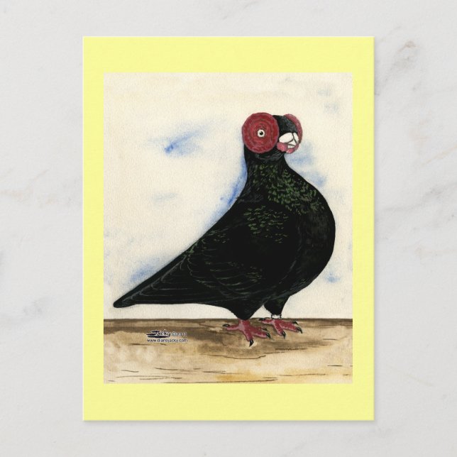 Cartão Postal Barb Pigeon Watercolor (Frente)