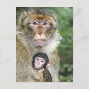 Cartão Postal Barbary Macaque. Adulto com bebêMacaca
