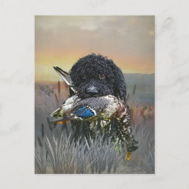 Cartão Postal Barbet, Cão de Água Francês
