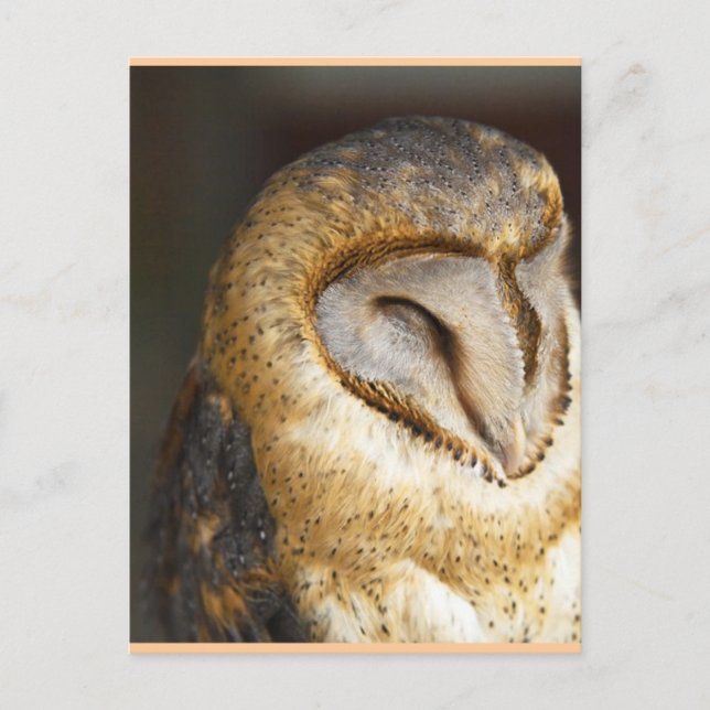 Cartão Postal BARN-coruja (Frente)