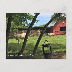 Cartão Postal Barn & Cows, Rural North Carolina Canvas Print Pos