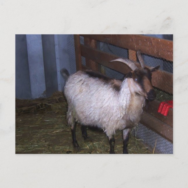 Cartão Postal Barn Goat 4 (Frente)