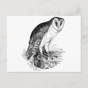 Cartão Postal Barn Owl