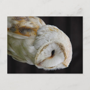 Cartão Postal Barn Owl
