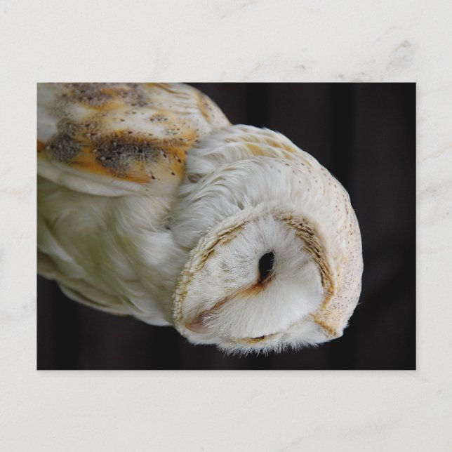Cartão Postal Barn Owl (Frente)