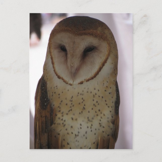Cartão Postal Barn Owl (Frente)