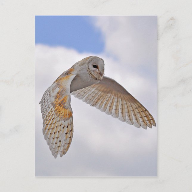 Cartão Postal Barn Owl (Frente)