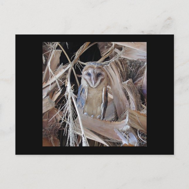 Cartão Postal Barn Owl (Frente)
