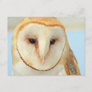 Cartão Postal Barn Owl