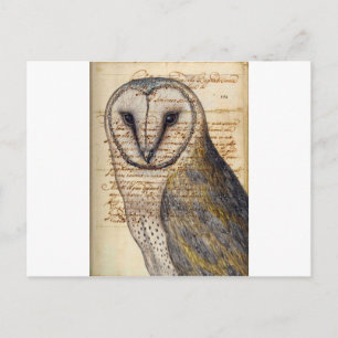 Cartão Postal Barn Owl