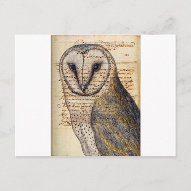 Cartão Postal Barn Owl (Frente)