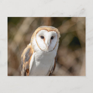 Cartão Postal Barn Owl