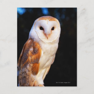 Cartão Postal Barn Owl 2