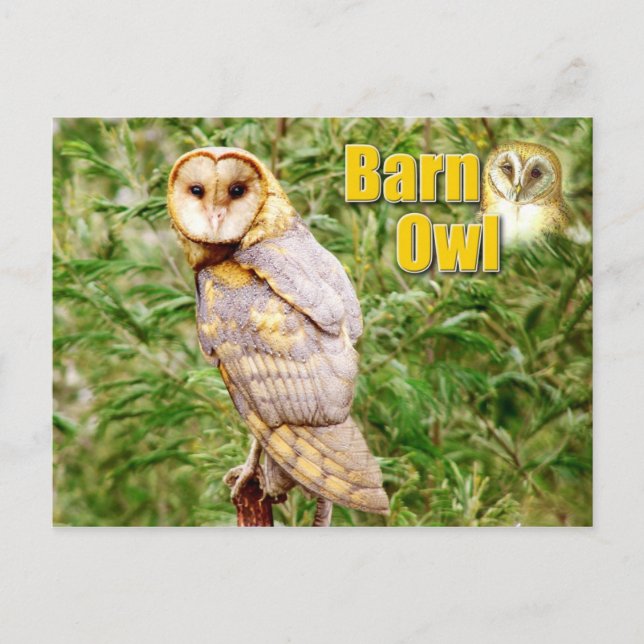 Cartão Postal Barn Owl (Tyto alba) (Frente)