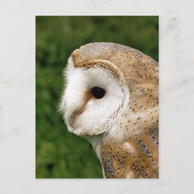 CARTÃO POSTAL BARN OWLS (Frente)