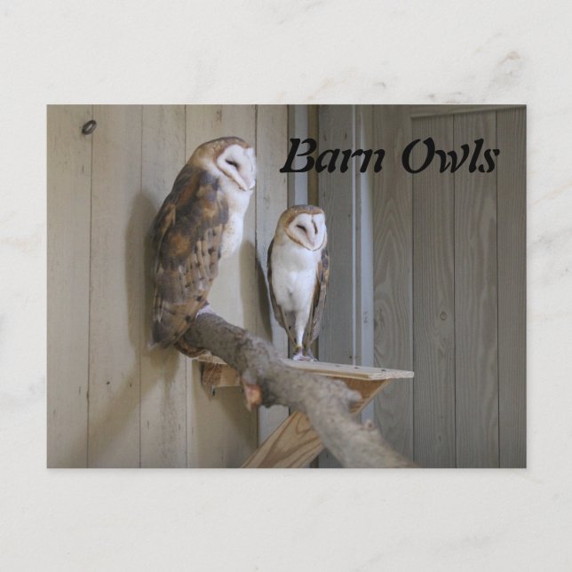 Cartão Postal Barn Owls (Frente)