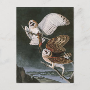 Cartão Postal Barn Owls, the Birds of America John James Audubon
