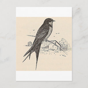 Cartão Postal Barn Swallow