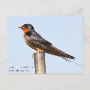 Cartão Postal Barn Swallow