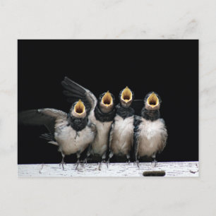 Cartão Postal Barn Swallow Singing