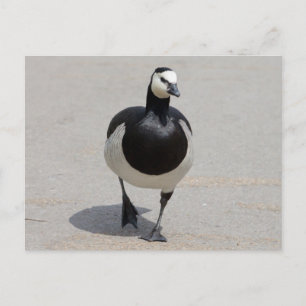 Cartão Postal Barnacle Goose