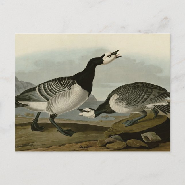 Cartão Postal Barnacle Goose (Frente)