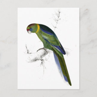 Cartão Postal Barnard's Parrakeet de Edward Lear