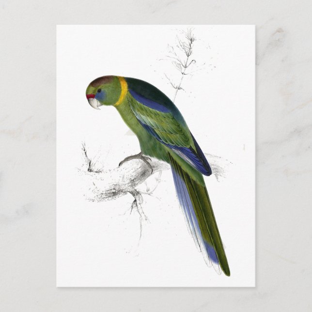 Cartão Postal Barnard's Parrakeet de Edward Lear (Frente)