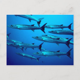 Cartão Postal barracuda mergulha no mar profundo onda tropical o