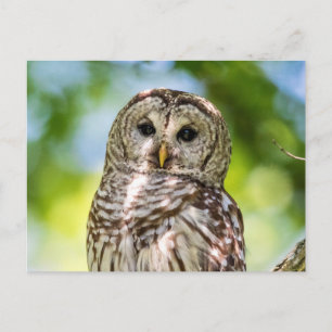 Cartão Postal Barred Owl