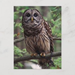 Cartão Postal Barred Owl
