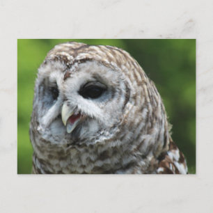 Cartão Postal Barred Owl