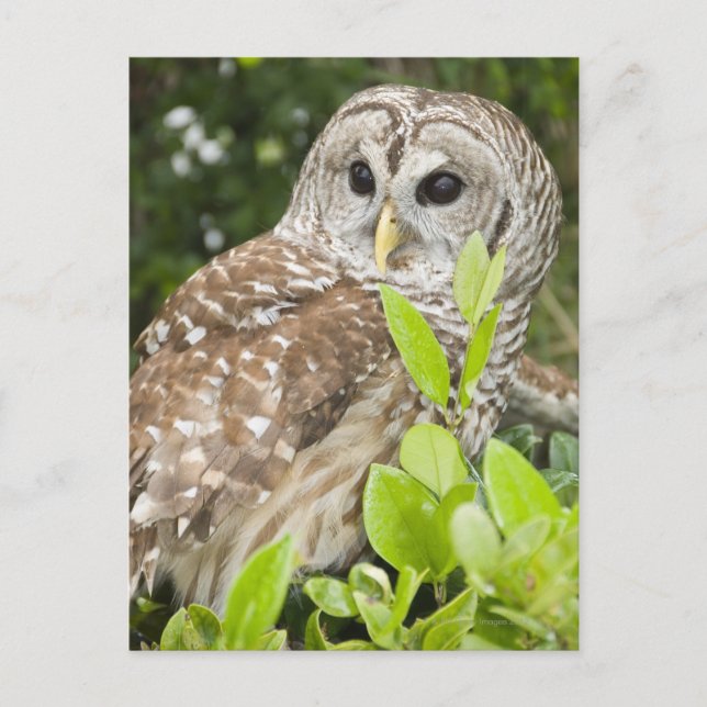 Cartão Postal Barred Owl (Frente)