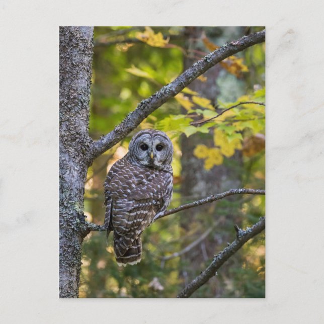 Cartão Postal Barred Owl em outono | Alger County, MI (Frente)