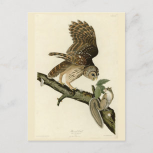 Cartão Postal Barred Owl, os Pássaros da América de John James A
