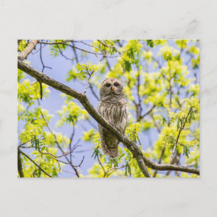 Cartão Postal Barred Owl Springtime