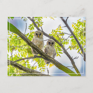 Cartão Postal Barred Owlets Springtime
