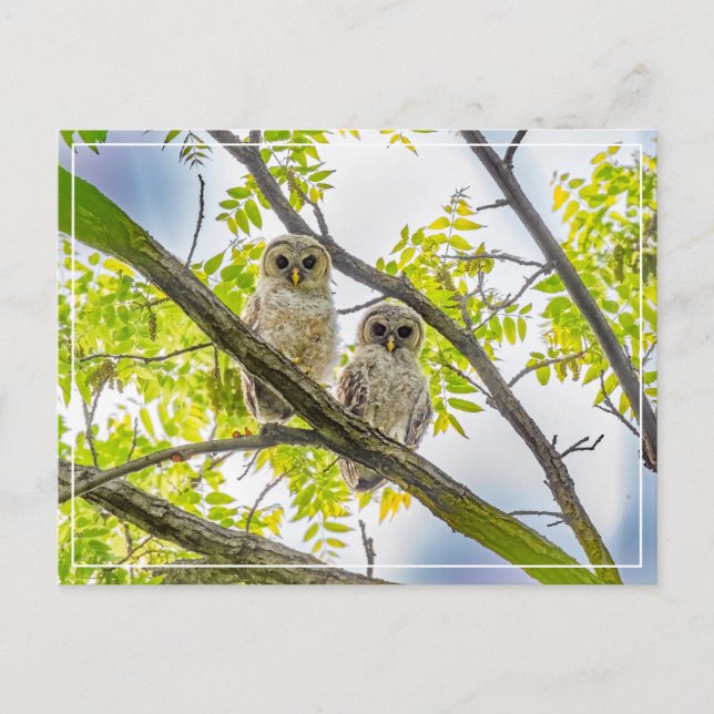 Cartão Postal Barred Owlets Springtime (Frente)