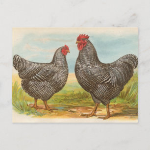 Cartão postal "Barred Plymouth Rock Chickens"