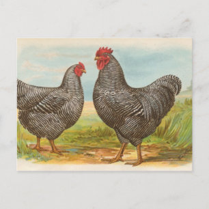 Cartão Postal Barred Plymouth Rocks