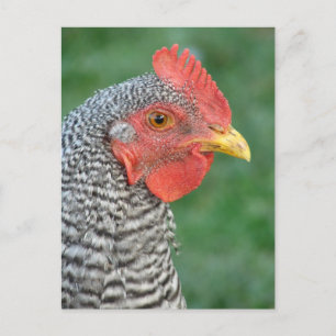 Cartão Postal Barred Rock