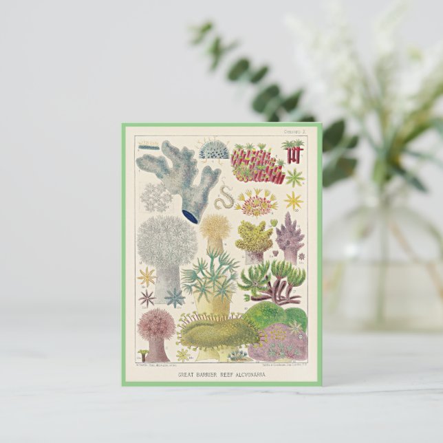 Cartão Postal Barreira de excelentes da Austrália, Alcionária, (Em pé/Frente)